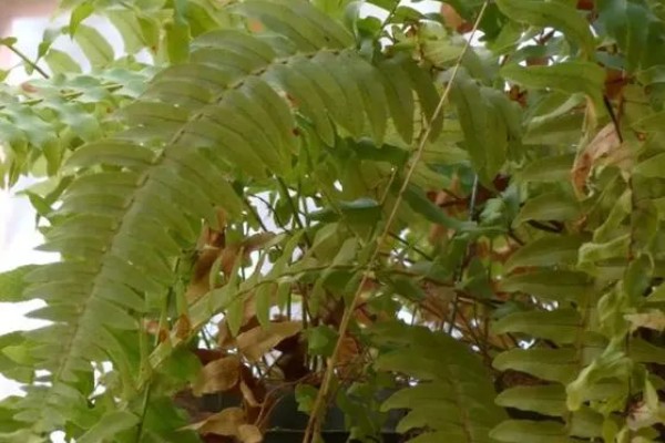 怎么养金丝猴蕨类，喜欢生长在散射光环境下