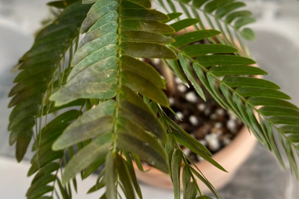 怎么养金丝猴蕨类，喜欢生长在散射光环境下