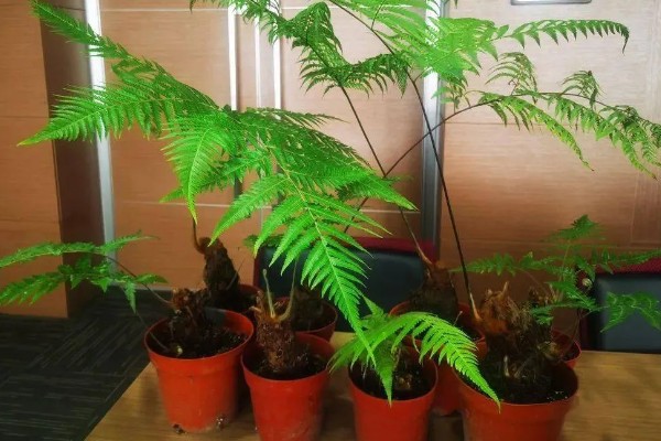 怎么养金丝猴蕨类，喜欢生长在散射光环境下