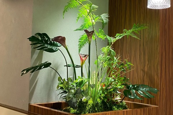 怎么养金丝猴蕨类，喜欢生长在散射光环境下