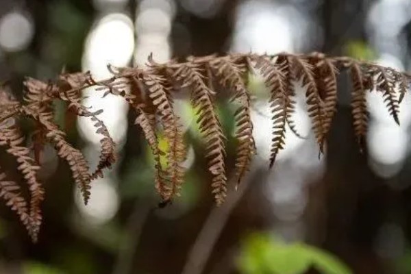 怎么养金丝猴蕨类，喜欢生长在散射光环境下