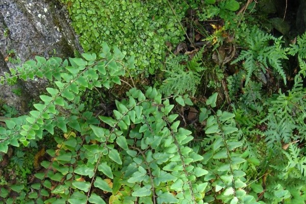 怎么养金丝猴蕨类，喜欢生长在散射光环境下