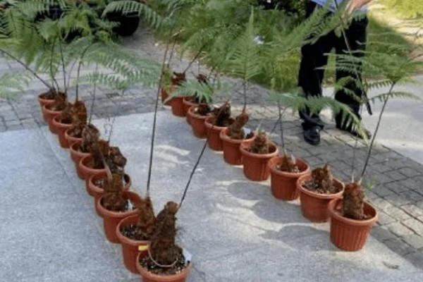 怎么养金丝猴蕨类，喜欢生长在散射光环境下