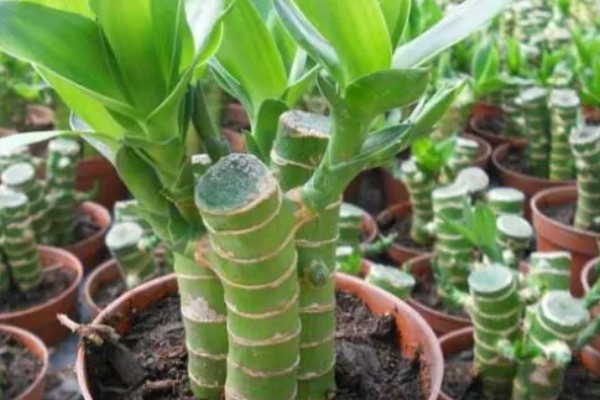 开运竹叶子发黄如何处理,受到暴晒时需剪除黄叶并转移到有散射光的地方