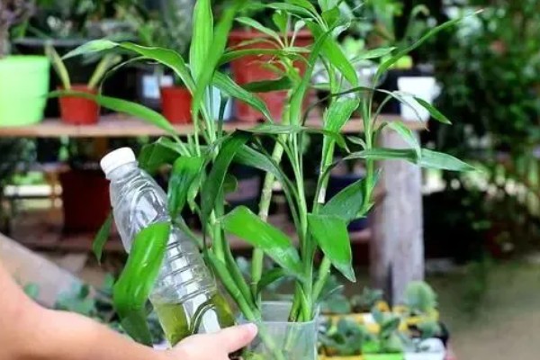 开运竹叶子发黄如何处理,受到暴晒时需剪除黄叶并转移到有散射光的地方