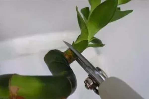 开运竹叶子发黄如何处理,受到暴晒时需剪除黄叶并转移到有散射光的地方