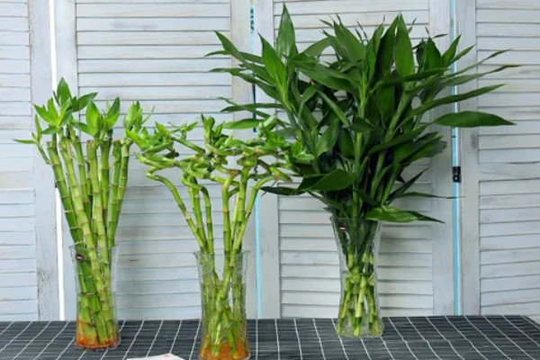 开运竹叶子发黄如何处理,受到暴晒时需剪除黄叶并转移到有散射光的地方