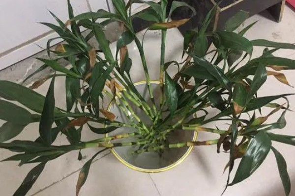 开运竹叶子发黄如何处理,受到暴晒时需剪除黄叶并转移到有散射光的地方