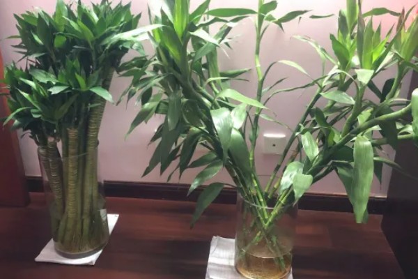 开运竹叶子发黄如何处理,受到暴晒时需剪除黄叶并转移到有散射光的地方