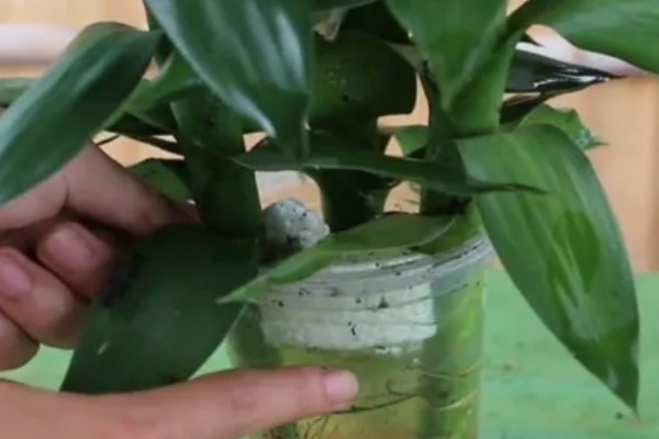 开运竹叶子发黄如何处理,受到暴晒时需剪除黄叶并转移到有散射光的地方