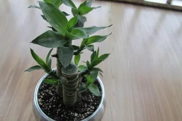 开运竹叶子发黄如何处理,受到暴晒时需剪除黄叶并转移到有散射光的地方