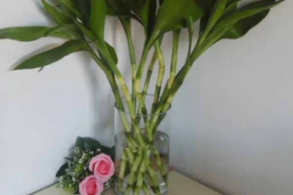 开运竹叶子发黄如何处理,受到暴晒时需剪除黄叶并转移到有散射光的地方