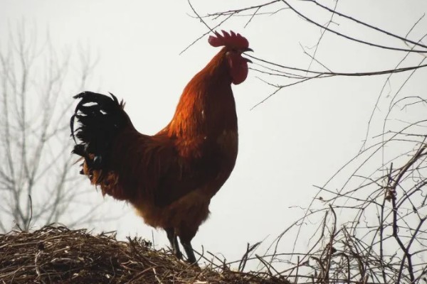 公鸡多大打鸣，通常在3-4月后便会打鸣