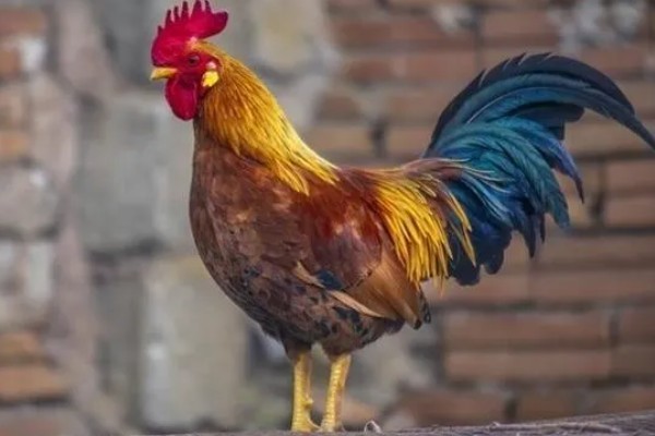 公鸡多大打鸣，通常在3-4月后便会打鸣