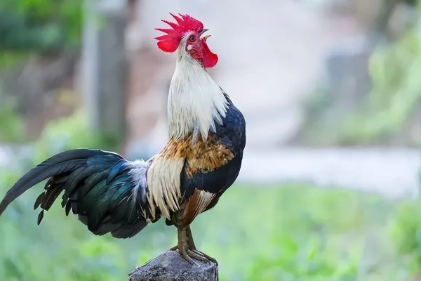 公鸡多大打鸣，通常在3-4月后便会打鸣