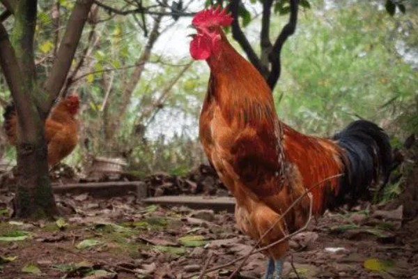 公鸡多大打鸣，通常在3-4月后便会打鸣