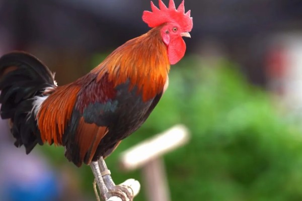 公鸡多大打鸣，通常在3-4月后便会打鸣