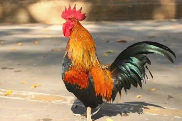 公鸡多大打鸣，通常在3-4月后便会打鸣