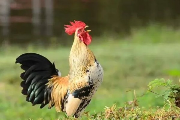 公鸡多大打鸣，通常在3-4月后便会打鸣