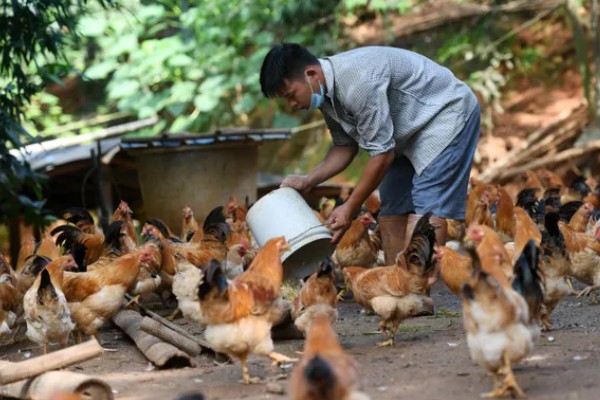 公鸡多大打鸣，通常在3-4月后便会打鸣