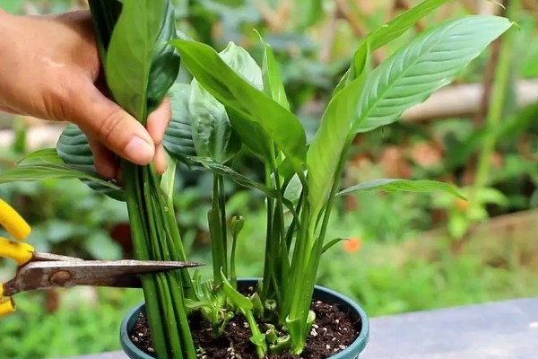 白掌的花变绿如何处理,需要及时调整光照