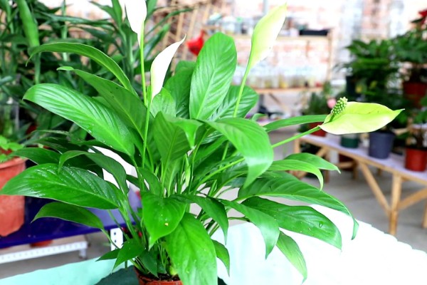 白掌的花变绿如何处理,需要及时调整光照