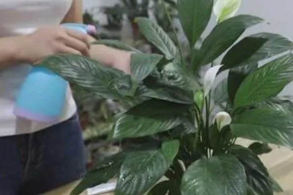 白掌的花变绿如何处理,需要及时调整光照