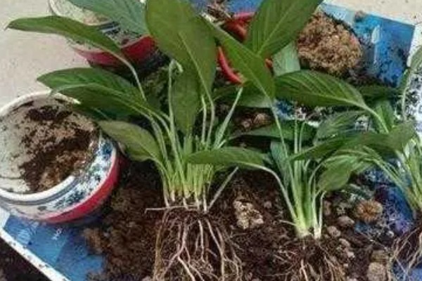 白掌的花变绿如何处理,需要及时调整光照