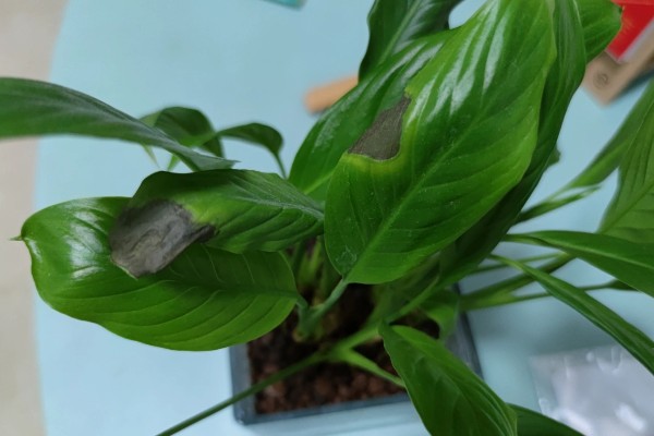 白掌的花变绿如何处理,需要及时调整光照