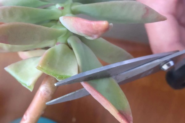 多肉植物的切割分盆方法，剪取肥厚的叶片插入土壤中