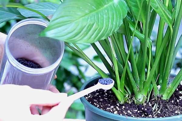 白掌的花变绿如何处理,需要及时调整光照