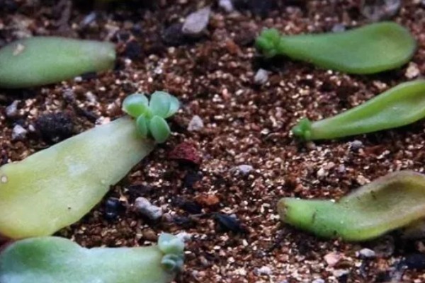多肉植物的切割分盆方法，剪取肥厚的叶片插入土壤中