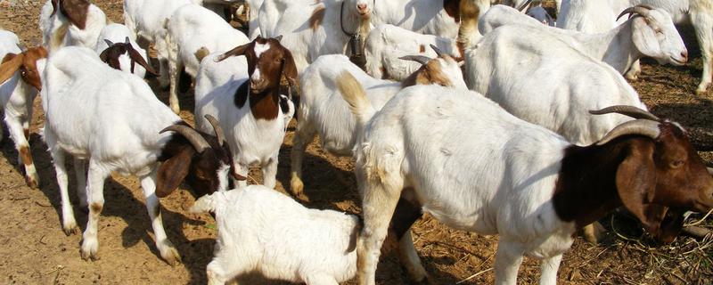 羊怎么养殖，要注重卫生和清洁饮用水