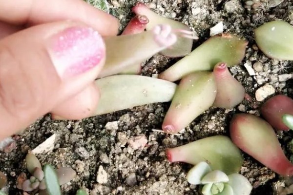 多肉植物的切割分盆方法，剪取肥厚的叶片插入土壤中