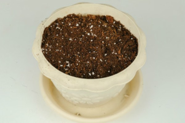 多肉植物的切割分盆方法，剪取肥厚的叶片插入土壤中