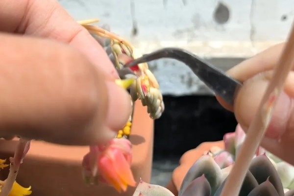 多肉植物的切割分盆方法，剪取肥厚的叶片插入土壤中