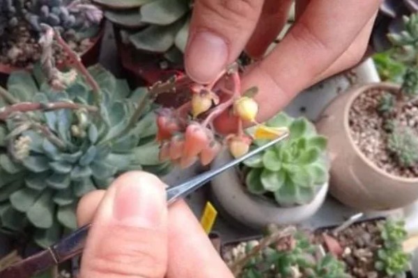 多肉植物的切割分盆方法，剪取肥厚的叶片插入土壤中