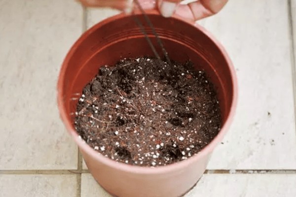 吸毒草的繁殖方法，以播种、分株、扦插为主