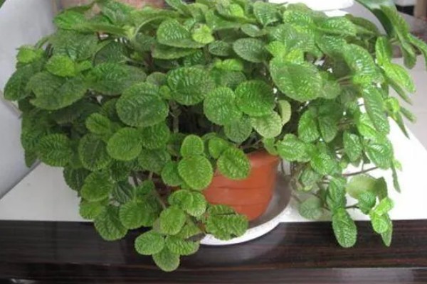 吸毒草的繁殖方法，以播种、分株、扦插为主