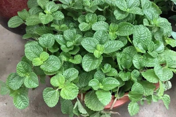 吸毒草的繁殖方法，以播种、分株、扦插为主