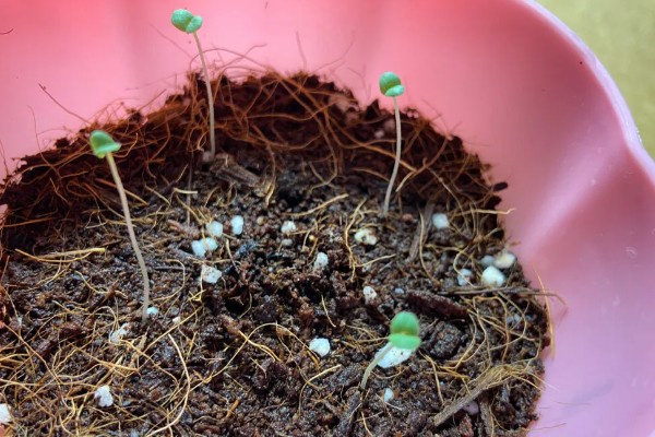 吸毒草的繁殖方法，以播种、分株、扦插为主