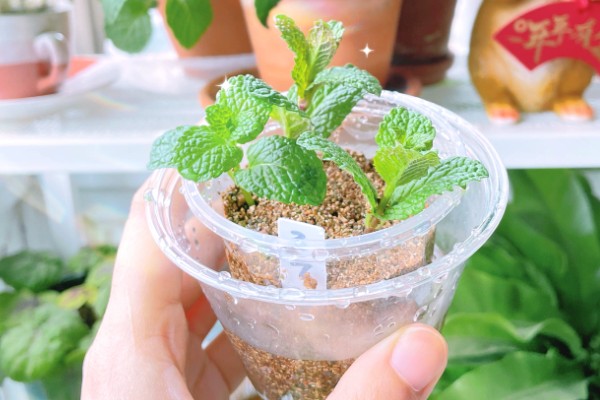 吸毒草的繁殖方法，以播种、分株、扦插为主