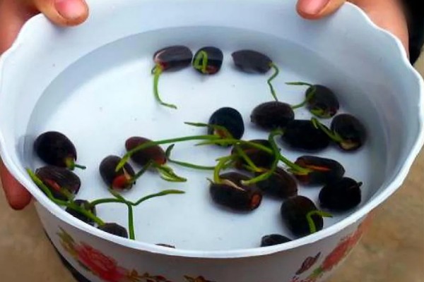 碗莲过多长时间才会生根,播种后经过10天左右即可长出根系