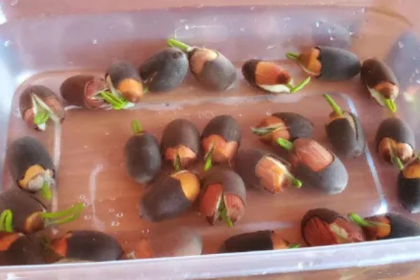 碗莲过多长时间才会生根,播种后经过10天左右即可长出根系