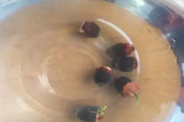 碗莲过多长时间才会生根,播种后经过10天左右即可长出根系