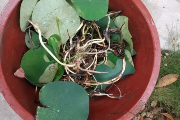 碗莲过多长时间才会生根,播种后经过10天左右即可长出根系