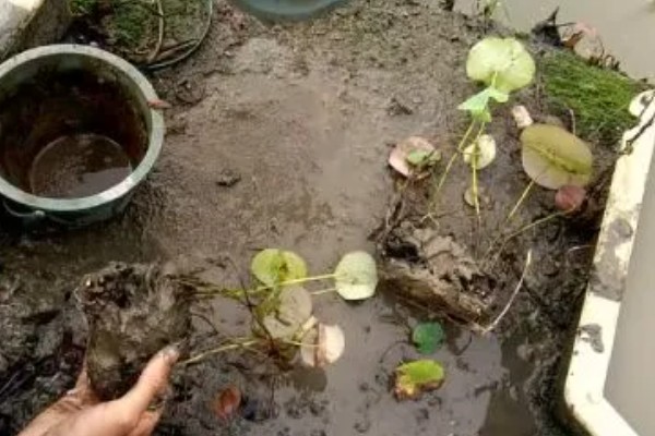 碗莲过多长时间才会生根,播种后经过10天左右即可长出根系