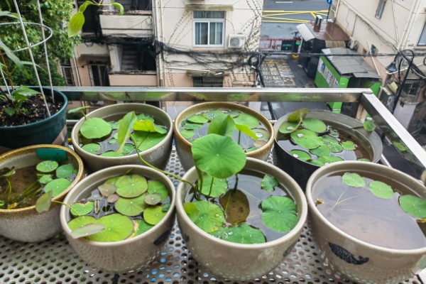 碗莲过多长时间才会生根,播种后经过10天左右即可长出根系