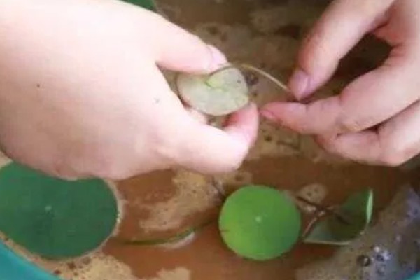 碗莲过多长时间才会生根,播种后经过10天左右即可长出根系