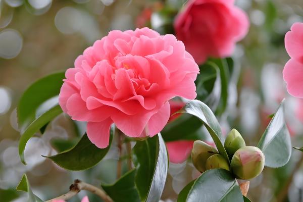 茶花的别称，也叫山茶花